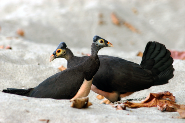 Inilah 3 Jenis Spesies Fauna di Kawasan Indonesia